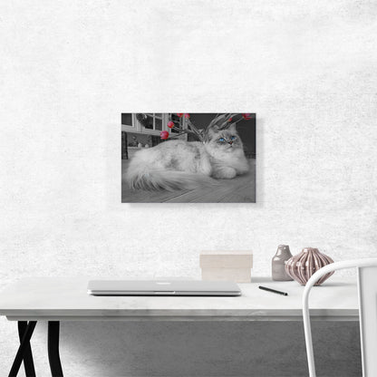 Ragdoll Blue Eyes Home decor