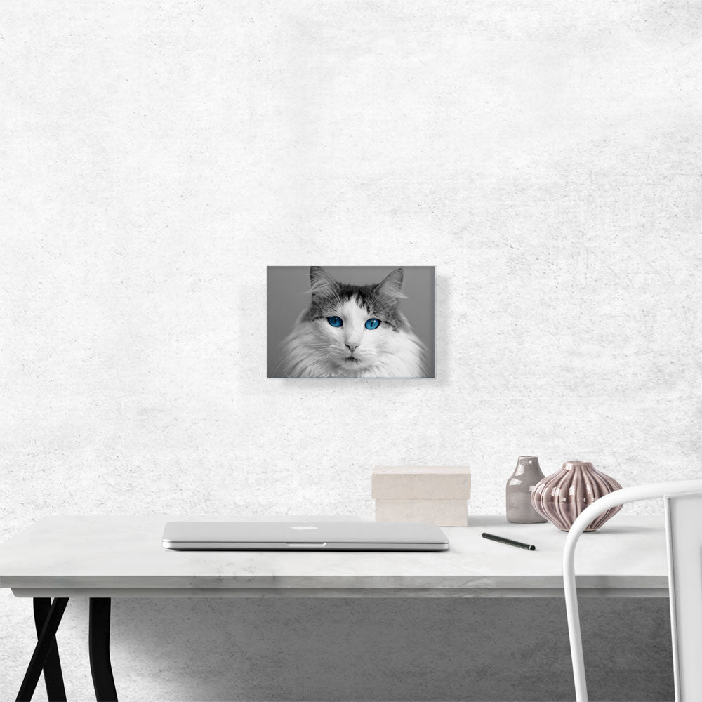 Ragdoll Gray Home decor