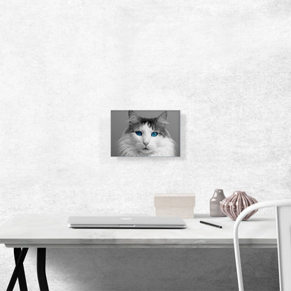 Ragdoll Gray Home decor