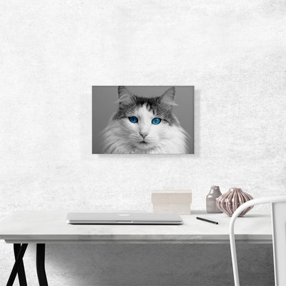 Ragdoll Gray Home decor