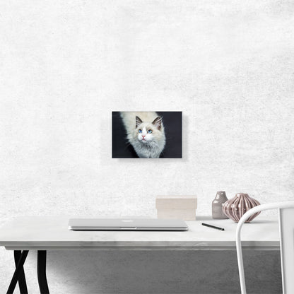 Ragdoll White Blue Eyes Home decor