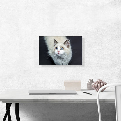 Ragdoll White Blue Eyes Home decor