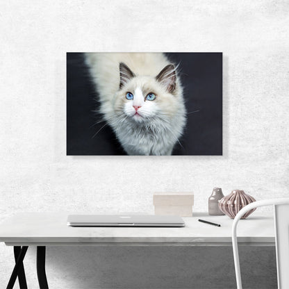 Ragdoll White Blue Eyes Home decor
