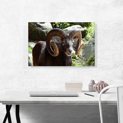 Ram Zoo decor