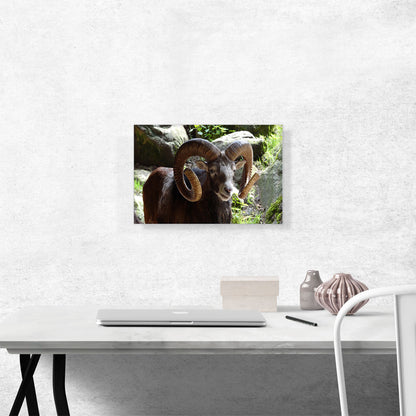 Ram Zoo decor