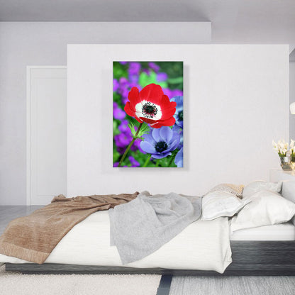 Red Anemone in Colorful Garden