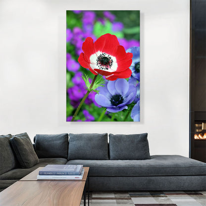 Red Anemone in Colorful Garden