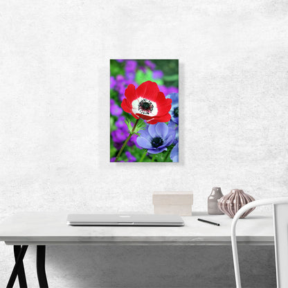 Red Anemone in Colorful Garden