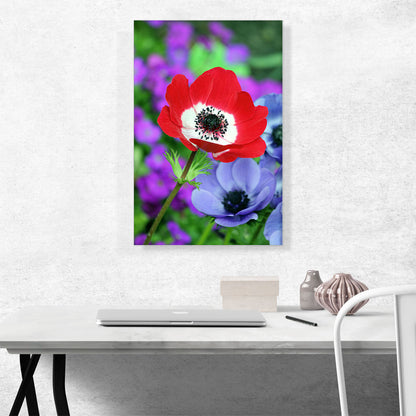 Red Anemone in Colorful Garden