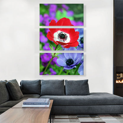 Red Anemone in Colorful Garden