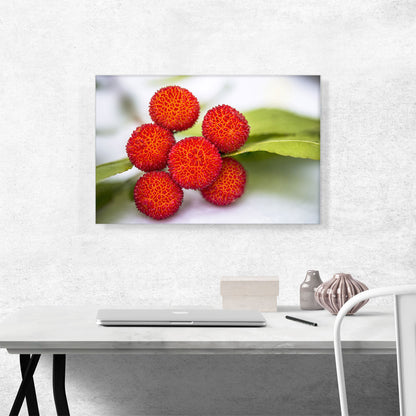 Red Arbutus Fruits