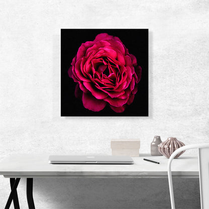 Rose Paint Home decor