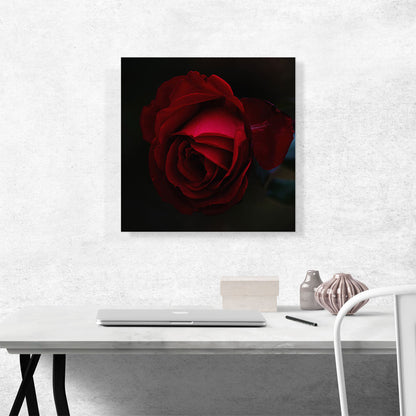 Rose Red Flower