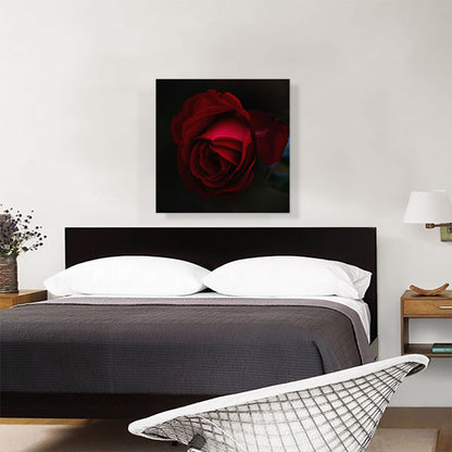 Rose Red Flower