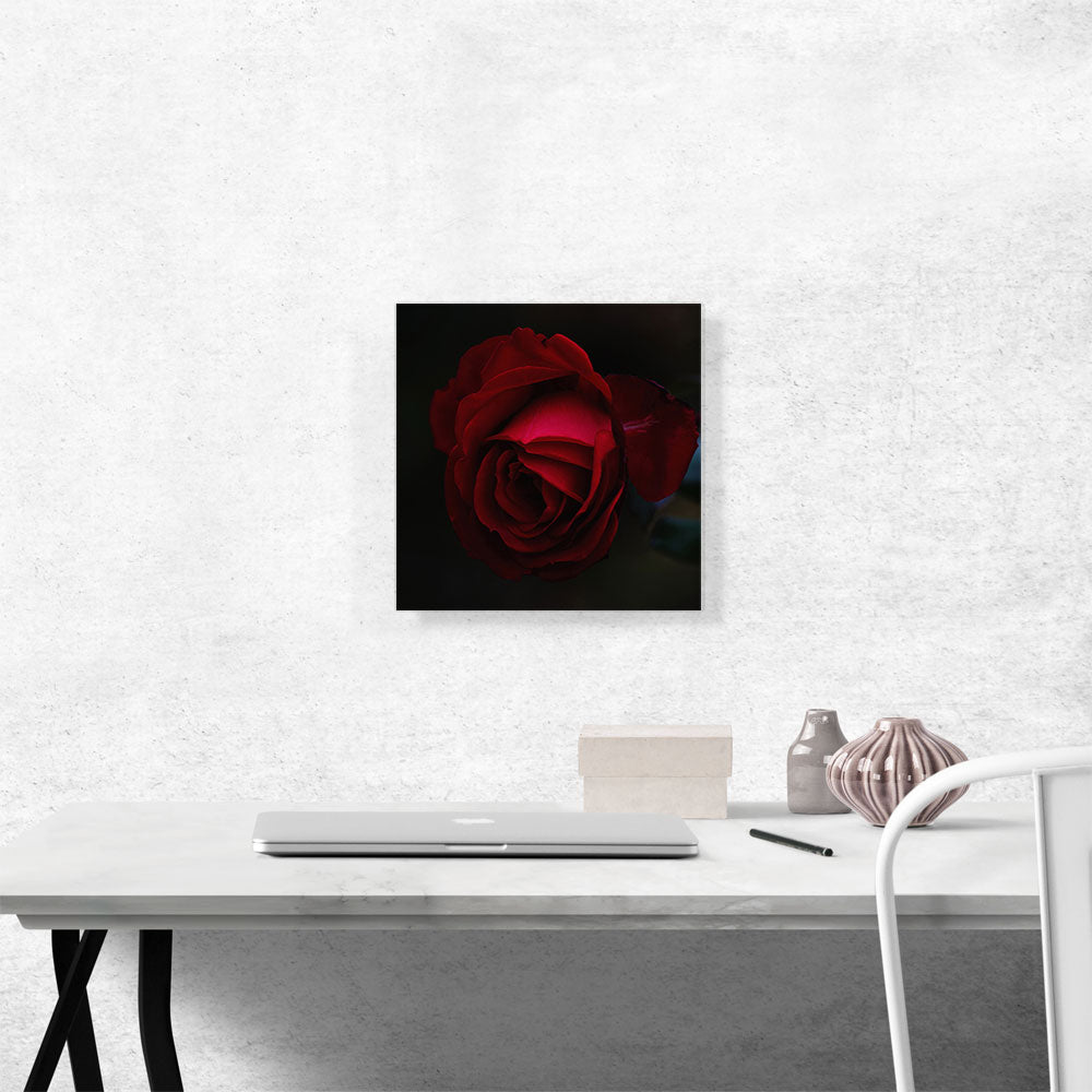 Rose Red Flower