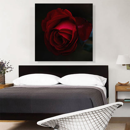 Rose Red Flower