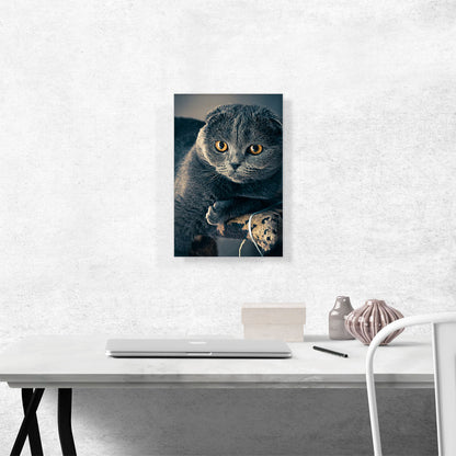 Scottish Cat Home decor