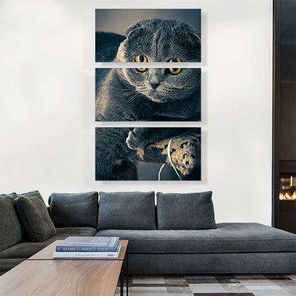 Scottish Cat Home decor