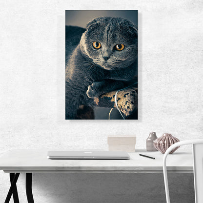 Scottish Cat Home decor