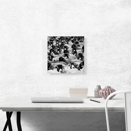 Sheep Home Decor Square