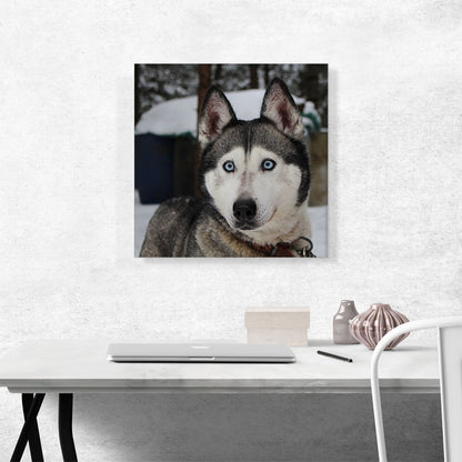 Siberian Husky Home decor