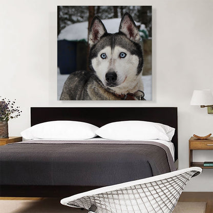 Siberian Husky Home decor