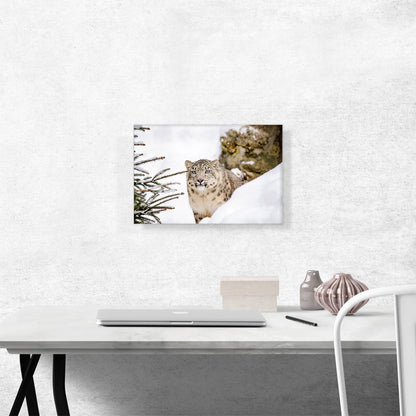 Snow Leopard Home decor