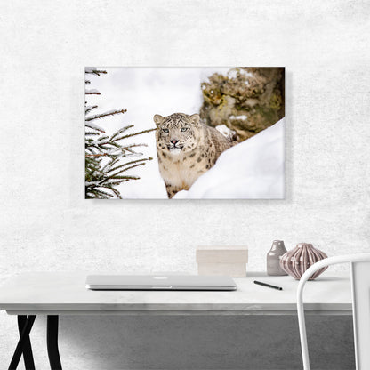 Snow Leopard Home decor