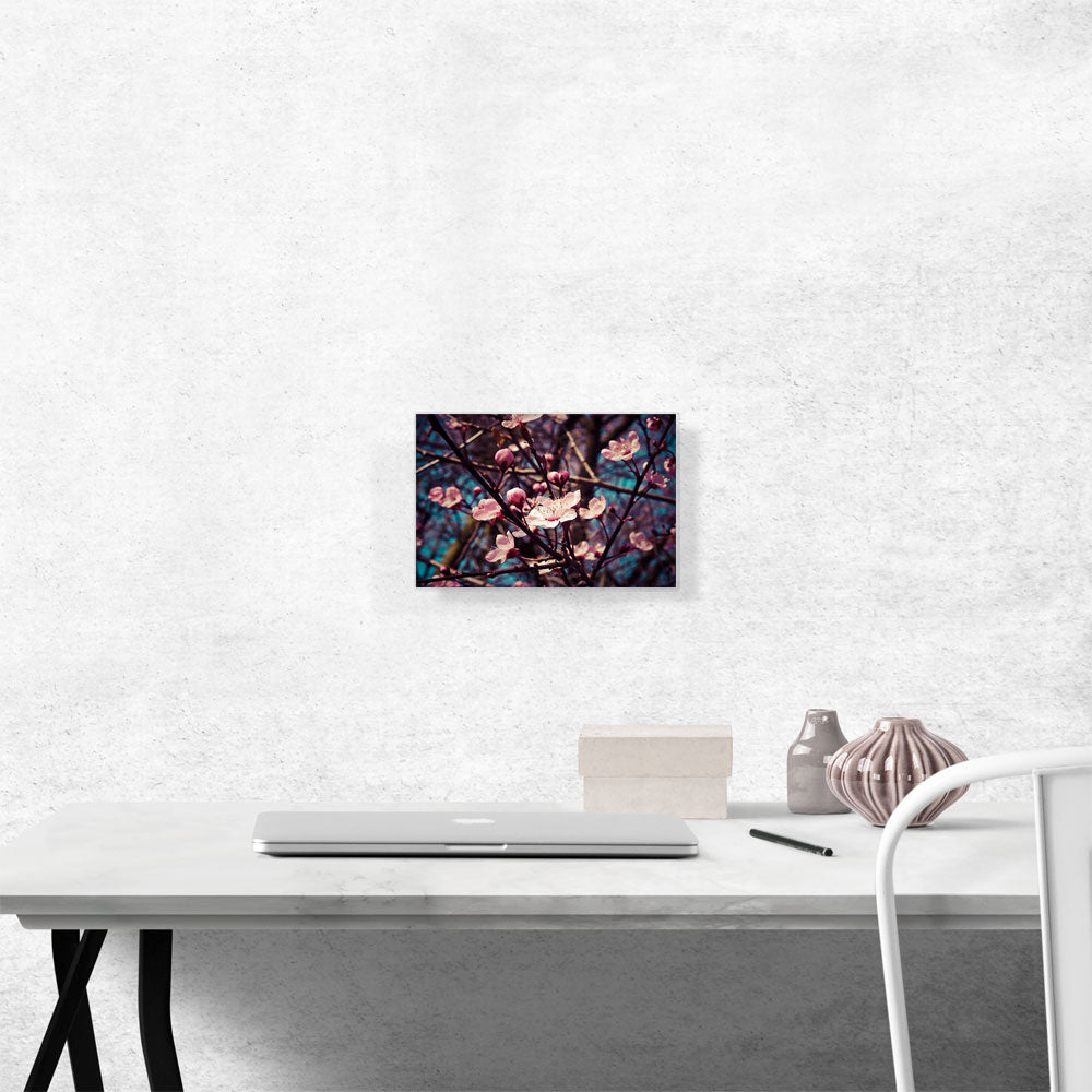 Spring Almond Blossom Flowers