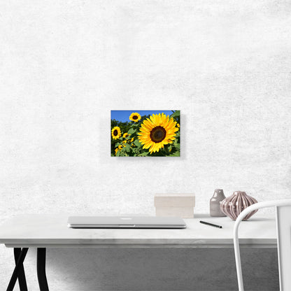 Sunflower Field Home decor