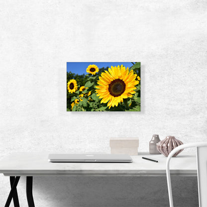 Sunflower Field Home decor
