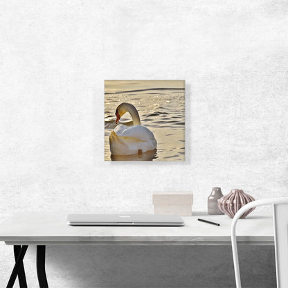 Swan In Lake Home Decor Square