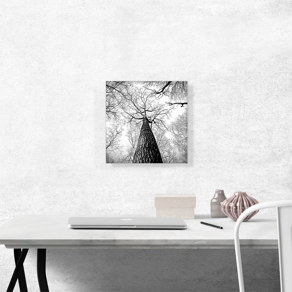 Tall Tree Branches Home Decor Square