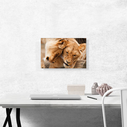 Two Lionesses Playing