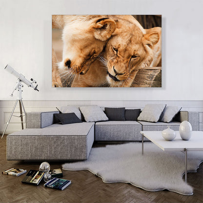 Two Lionesses Playing