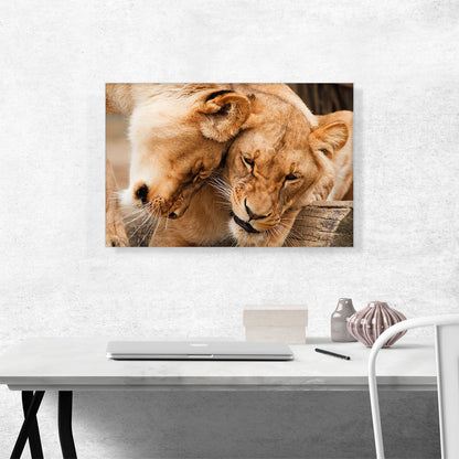 Two Lionesses Playing