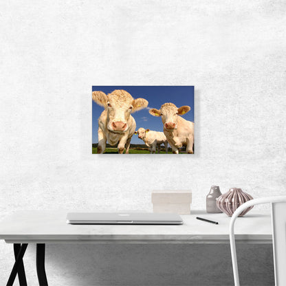 White Cows In The Field Home decor