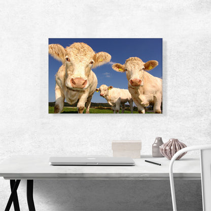 White Cows In The Field Home decor