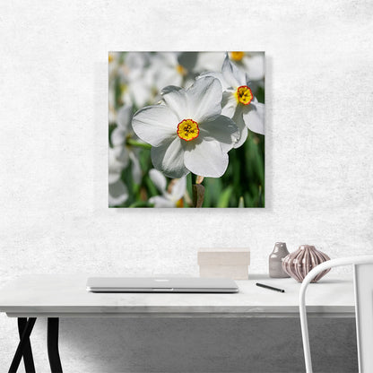 White Daffodil Flower Home decor