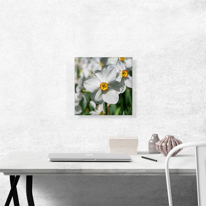 White Daffodil Flower Home decor