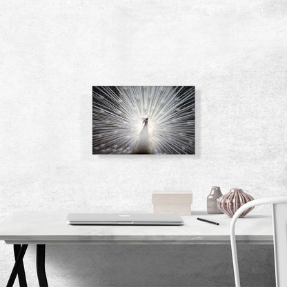 White Peacock Home decor