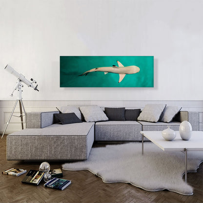 Whitetip Reef Shark Panoramic