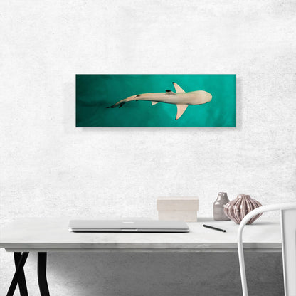 Whitetip Reef Shark Panoramic