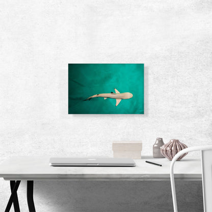 Whitetip Reef Shark Rectangle