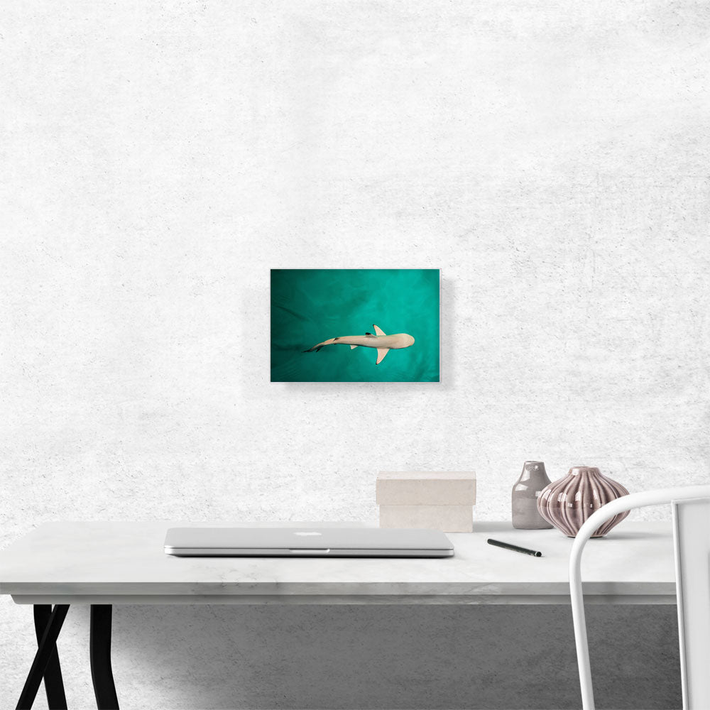 Whitetip Reef Shark Rectangle