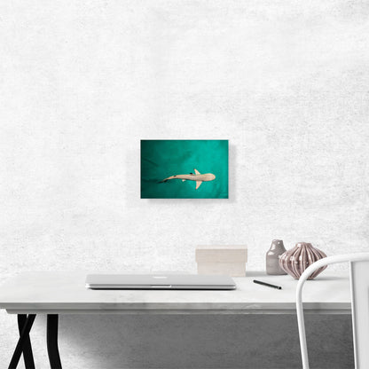 Whitetip Reef Shark Rectangle