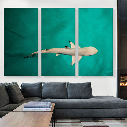 Whitetip Reef Shark Rectangle