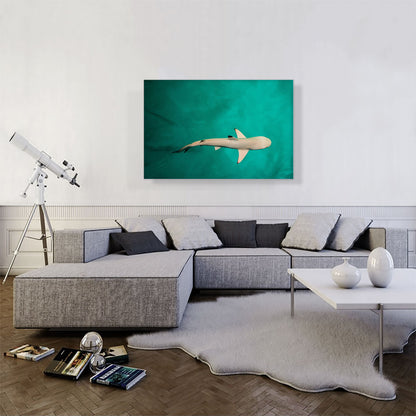 Whitetip Reef Shark Rectangle