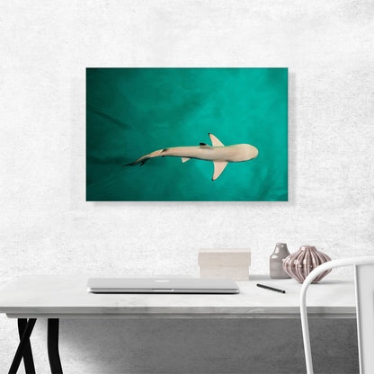 Whitetip Reef Shark Rectangle