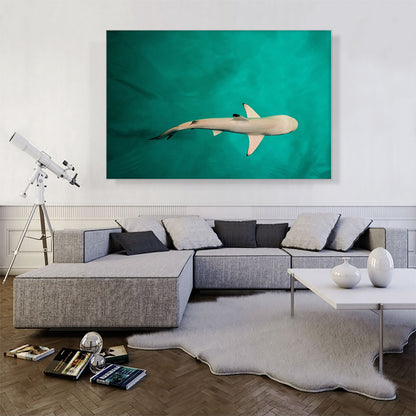 Whitetip Reef Shark Rectangle